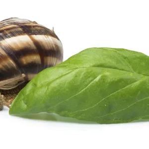 White isolated snail. Studio shot White isolated snail. Studio shot