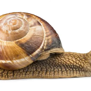 White isolated snail. Studio shot White isolated snail. Studio shot