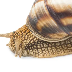 White isolated snail. Studio shot White isolated snail. Studio shot