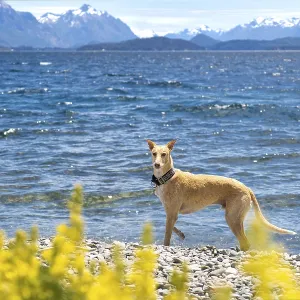 White and light brown adult Spanish greyhound dog in the middle of nature on a sunny summer day with snowy mountains
