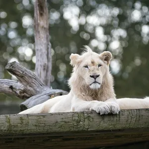 White lion (Panthera leo), male White lion (Panthera leo), male