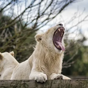 White lion (Panthera leo), male with mouth open White lion (Panthera leo), male with mouth open