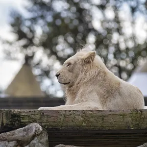 White lion (Panthera leo), male in profile White lion (Panthera leo), male in profile