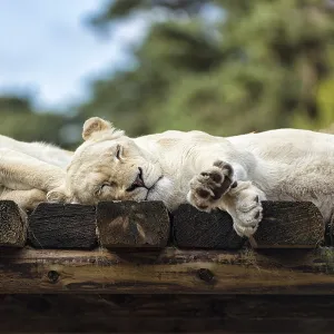 White lion (Panthera leo) resting White lion (Panthera leo) resting