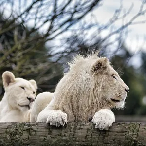 White lions (Panthera leo), pair White lions (Panthera leo), pair