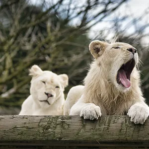 White lions (Panthera leo), pair White lions (Panthera leo), pair