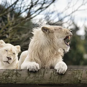 White lions (Panthera leo), pair White lions (Panthera leo), pair
