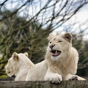 White lions (Panthera leo), pair White lions (Panthera leo), pair