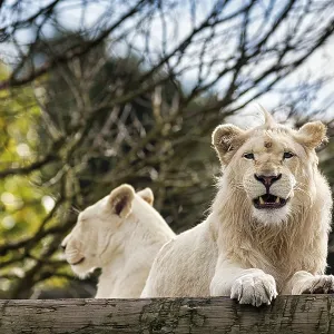 White lions (Panthera leo), pair White lions (Panthera leo), pair