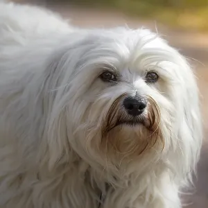 A white long-haired dog looks into the camera A white long-haired dog looks into the camera