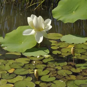 Weiße Lotus (Alba grandiflora) in Frankreich. Weiße Lotus (Alba grandiflora) in Frankreich.