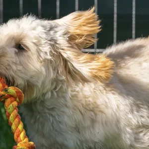 White Maltipoo Puppy in Full Play Print, Graz, Austria