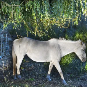 White mare grazing in reeds, Othenstorf