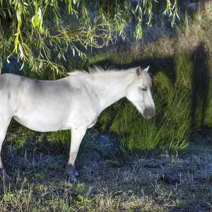 White mare under a willow (Salix) on a moor