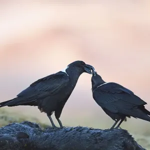 White-necked ravens (Corvus albicollis) White-necked ravens (Corvus albicollis)
