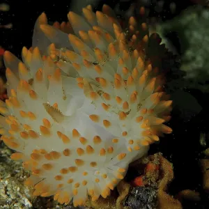 White nudibranch with orange tips White nudibranch with orange tips