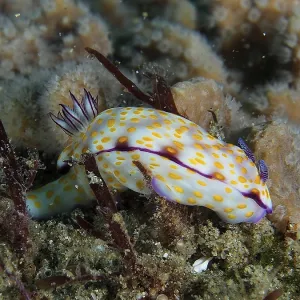 White nudibranch with yellow dots White nudibranch with yellow dots