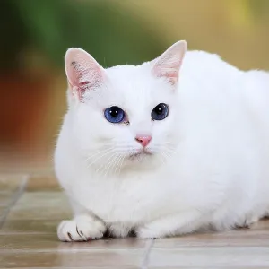 White Oriental Shorthair Cat Print
