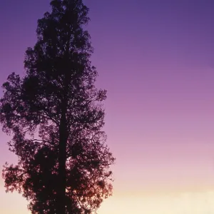 White pine at sunrise on the West Coast White pine at sunrise on the West Coast