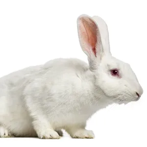 White rabbit (7 months old)