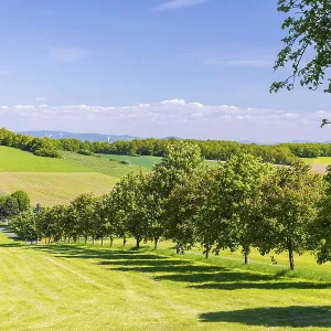 White and red blossoming chestnuts (aesculus) on the path to the GroBer Berg White and red blossoming chestnuts (aesculus) on the path to the GroBer Berg