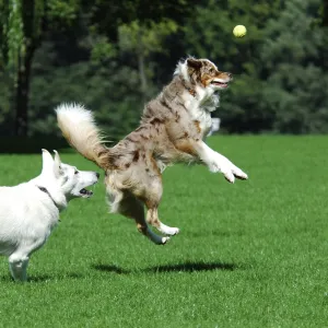 White Shepherd and Australian Shepherd