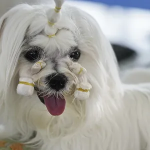 White Shihtzu dog getting groomed at canine contest White Shihtzu dog getting groomed at canine contest