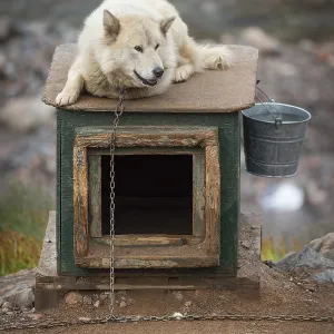 White sled dog lying chained on a doghouse White sled dog lying chained on a doghouse