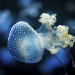 White-spotted Jellyfish (Phyllorhiza punctata) White-spotted Jellyfish (Phyllorhiza punctata)