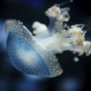 White-spotted Jellyfish (Phyllorhiza punctata) White-spotted Jellyfish (Phyllorhiza punctata)