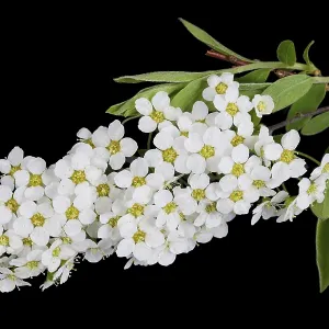 White spring blossom flowers of forest Bird Berry tree