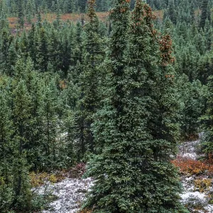 White Spruces in autumnal tundra landscape White Spruces in autumnal tundra landscape