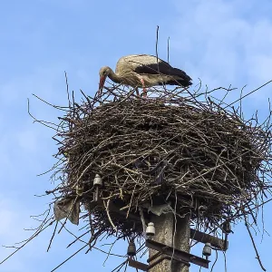 White stork (Ciconia ciconia) in the nest, Ukraine