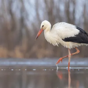 White stork (Ciconia ciconia) rattles stork