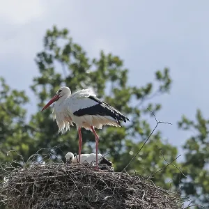 White stork (Ciconia ciconia) sitting on the nest