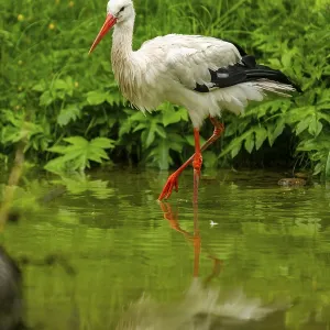 White stork (Ciconia ciconia) standing in a little lake