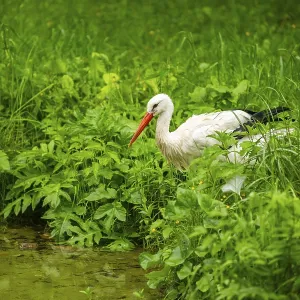 White stork (Ciconia ciconia) standing in a little lake