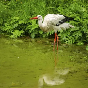 White stork (Ciconia ciconia) standing in a little lake