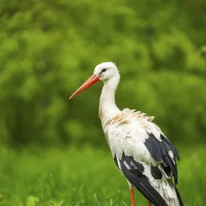 White stork (Ciconia ciconia) standing on a meadow