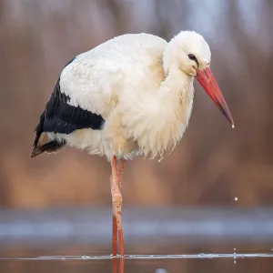 White Stork Hunting Scene Print, Kiskunsag National Park White Stork Hunting Scene Print, Kiskunsag National Park