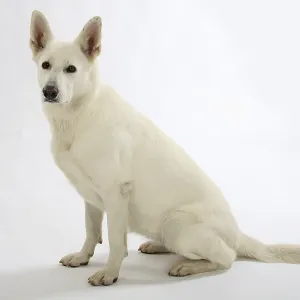 White Swiss Shepherd Dog, AC White Shepherd Dog White Swiss Shepherd Dog, AC White Shepherd Dog