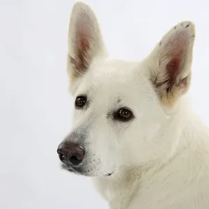 White Swiss Shepherd Dog, AC White Shepherd Dog White Swiss Shepherd Dog, AC White Shepherd Dog