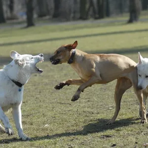 Two White Swiss Shepherd Dogs and a Rhodesian Ridgeback play together
