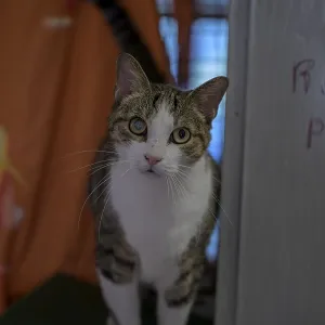 A white and tabby cat stands indoors A white and tabby cat stands indoors