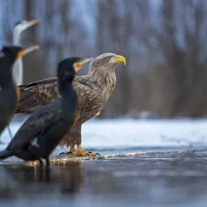 White-tailed eagle (Haliaeetus albicilla) adult bird on the water and on the ice