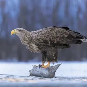 White-tailed eagle (Haliaeetus albicilla) adult bird on the water and on the ice
