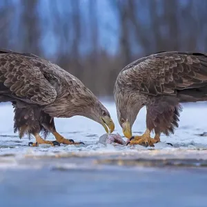 White-tailed eagle (Haliaeetus albicilla) adult bird on the water and on the ice
