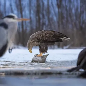 White-tailed eagle (Haliaeetus albicilla) adult bird on the water and on the ice