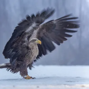 White-tailed eagle (Haliaeetus albicilla) adult bird on the water and on the ice