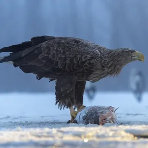 White-tailed eagle (Haliaeetus albicilla) adult bird on the water and on the ice